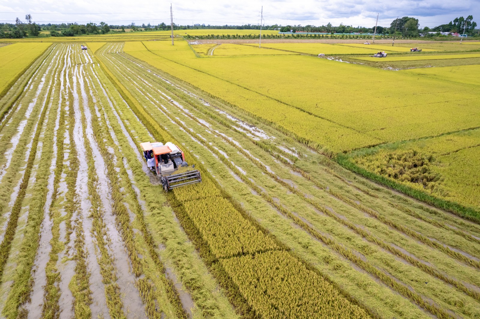 Nông dân phường Mỹ Thới (tỉnh An Giang) thu hoạch lúa bằng cơ giới hóa trên cánh đồng chín vàng.
