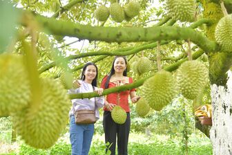Nông nghiệp An Giang chuyển mình - Bài 3: Đa dạng hóa cây trồng, thêm hướng đi phù hợp