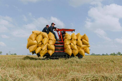 Nông nghiệp An Giang chuyển mình 
- Bài 1: Hành trình từ vựa lúa đến khẳng định thương hiệu lúa gạo An Giang