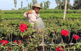 Nông nghiệp xã Hội An: Từ cây màu đến liên kết tiêu thụ bền vững