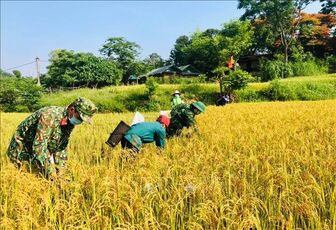 Mùa gặt ở A Lưới