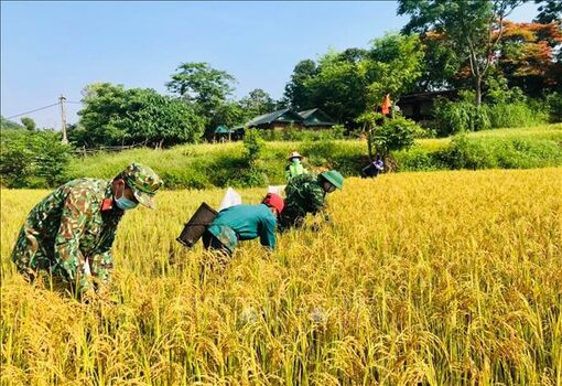 Mùa gặt ở A Lưới
