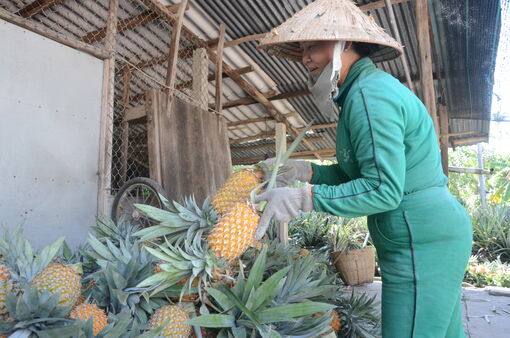 Xã Bình An phát triển mô hình đa canh tổng hợp khóm - cau - dừa