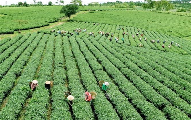 Nới cơ chế tín dụng nông nghiệp, nông thôn