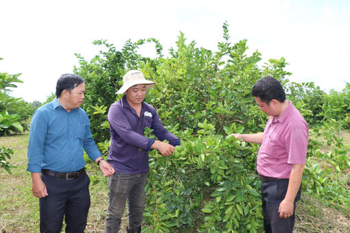 Liên kết trồng chanh không hạt, nông dân lãi nửa tỷ đồng mỗi ha
