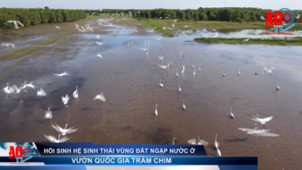 Hồi sinh hệ sinh thái vùng đất ngập nước ở Vườn Quốc gia Tràm Chim