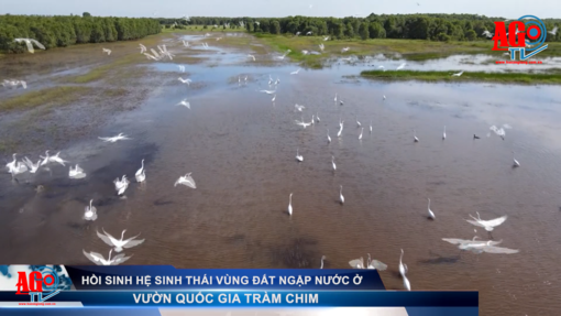 Hồi sinh hệ sinh thái vùng đất ngập nước ở Vườn Quốc gia Tràm Chim