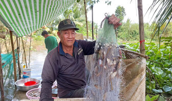 Nghề làm mắm mùa nước nổi