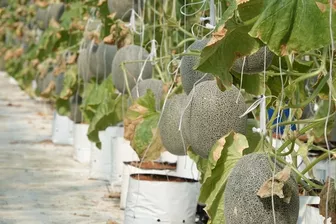 Người phụ nữ miền Tây trồng dưa lưới kết hợp làm du lịch