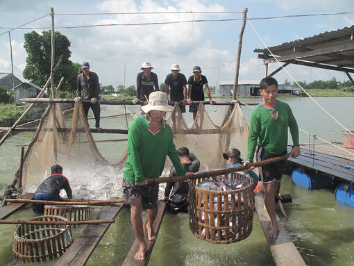 Giá cá tra tăng, người nuôi phấn khởi