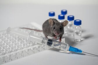 Thí nghiệm trên chuột cho thấy SARS-CoV-2 có thể ảnh hưởng đến thế hệ sau