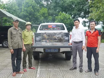 Loài chim quý hiếm bất ngờ xuất hiện ở vùng rừng núi Quảng Trị