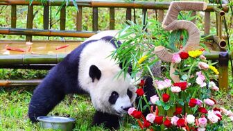 Trung Quốc: “Quốc bảo gấu trúc” Qin Hua mừng sinh nhật 5 tuổi