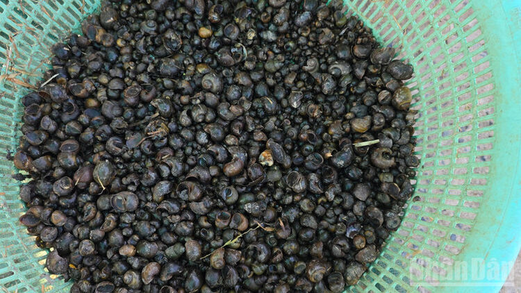 Chợ ốc bươu vàng di động