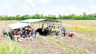 Vĩnh Long nỗ lực tìm đầu ra cho nông sản