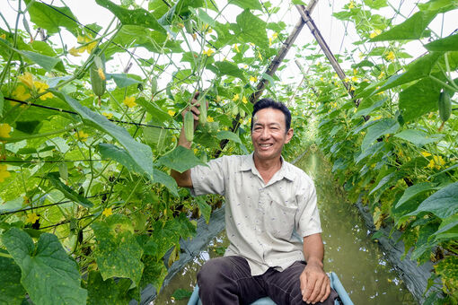 Nông dân Giồng Riềng vững tay trên ruộng mới