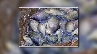 Định vị cá rô phi trở thành sản phẩm chiến lược trong xuất khẩu thủy sản
