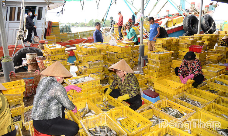 Cảng cá Mỹ Tho vào mùa Cảng cá Mỹ Tho vào mùa