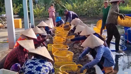 An Giang tổ chức lại sản xuất, tìm đầu ra ổn định cho tôm càng xanh