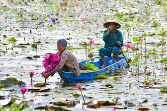 Nông dân An Giang có thêm thu nhập nhờ bông điên điển, bông súng Nông dân An Giang có thêm thu nhập nhờ bông điên điển, bông súng