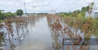 Nước lũ dâng cao ở Đồng Tháp, mưa kéo dài gây cản trở giao thông và ngập úng