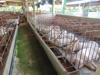 Giá heo hơi hôm nay, 28-10: Tăng mạnh ở nhiều địa phương Giá heo hơi hôm nay, 28-10: Tăng mạnh ở nhiều địa phương