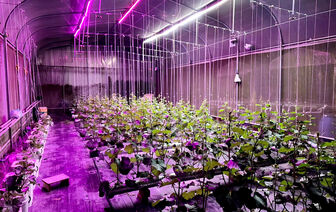 Trồng dưa lưới thủy canh trong nhà màng