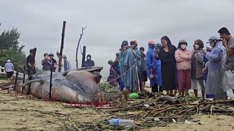 An táng cá Ông có chiều dài khoảng 3 - 4 m An táng cá Ông có chiều dài khoảng 3 - 4 m