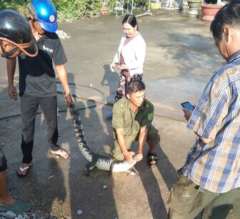Bắt được cá sấu nặng 10kg ở xã Vân Khánh