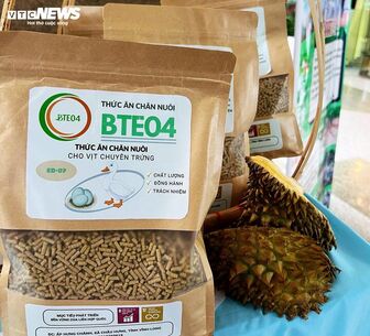 Sinh viên 'hô biến' vỏ sầu riêng thức ăn chăn nuôi