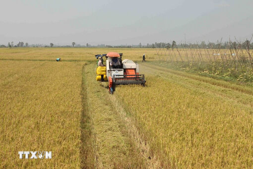 Giá gạo Việt Nam chạm mức thấp nhất trong hai tháng do nhu cầu yếu