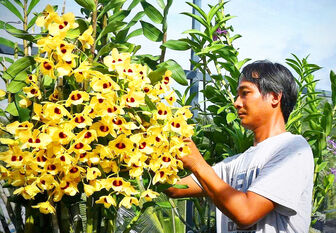 Nông dân Châu Phú tích cực xây dựng quê hương