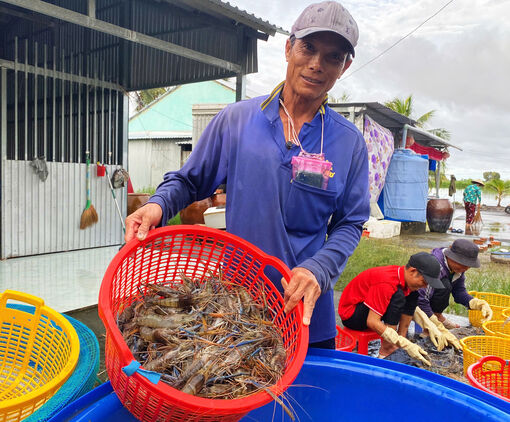 Hợp tác xã tôm - lúa Vĩnh Bình trên đà phát triển