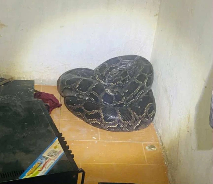 Con vật quý hiếm nặng 30kg bất ngờ viếng thăm vườn nhà dân