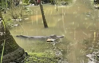 Cần Thơ: Tìm kiếm cá sấu dài 1,5 m xuất hiện trong khu vực ngập nước