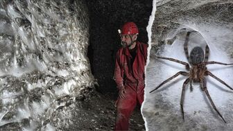 Phát hiện mạng nhện lớn nhất thế giới, có hơn 110.000 con