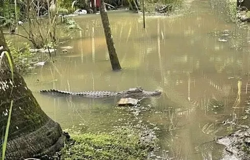 Cần Thơ: Tìm kiếm cá sấu dài 1,5 m xuất hiện trong khu vực ngập nước