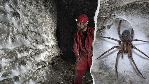 Phát hiện mạng nhện lớn nhất thế giới, có hơn 110.000 con