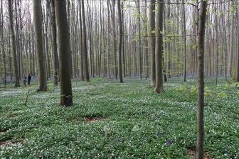 Các khu rừng châu Âu đang trở thành 'nhà máy thải CO2'