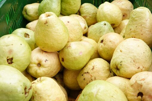 Nông dân miền Tây làm giàu nhờ trồng ổi ruột hồng