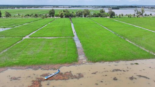 Cây lúa mùa nổi trên đồng phèn