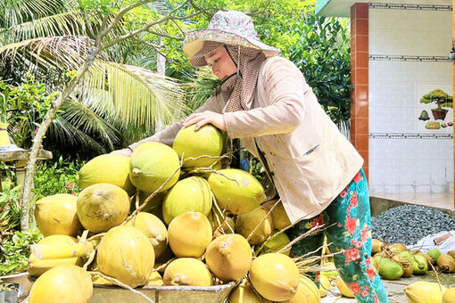 Giá dừa khô nguyên liệu giảm sâu