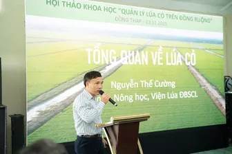 ‘Vũ khí’ mới giúp nông dân ĐBSCL diệt ‘lúa cỏ’ bảo vệ năng suất
