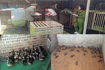 Phát hiện hơn 4.000 cá thể động vật hoang dã bị nuôi nhốt trái phép tại Phú Thọ