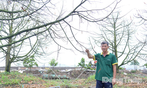 Đồng Tháp: Ban hành mức hỗ trợ thiệt hại do thiên tai, dịch bệnh