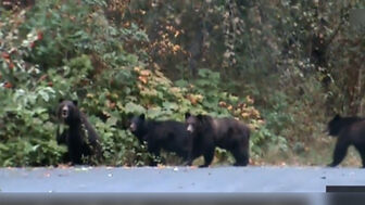 11 học sinh tiểu học và giáo viên bị thương do gấu xám tấn công