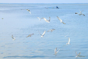 Mùa chim nhạn về bên cửa sông Kiên