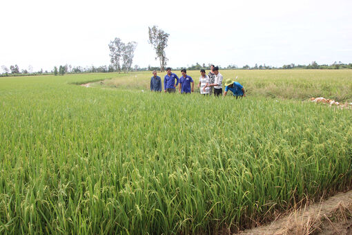 Canh tác lúa bền vững từ công nghệ đến thực tiễn
