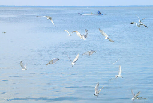 Mùa chim nhạn về bên cửa sông Kiên