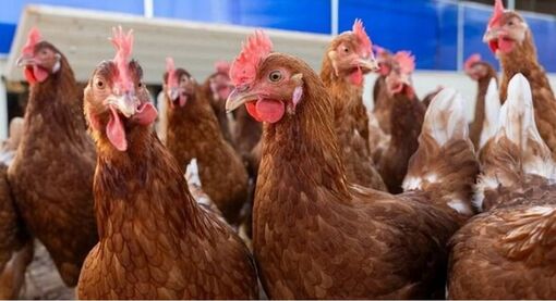 Mỹ ghi nhận ca tử vong đầu tiên do cúm gia cầm H5N5